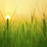 Tarımda Üreticiye Büyük Destek Geliyor