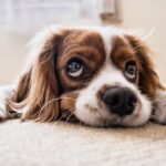 Rüyada Köpek Görmek Ne Anlama Gelir?