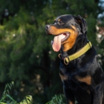 Rottweiler Beslemeden Önce Bunları Okuyun!