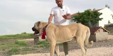 Kangal