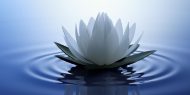 lotus-çiçeği