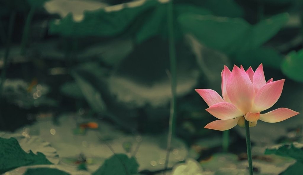 lotus-çiçeği
