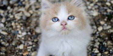 kedi-ismi